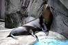 ueno_zoo_2839_mini.jpg
