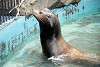 ueno_zoo_2843_mini.jpg