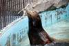ueno_zoo_2845_mini.jpg