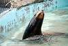 ueno_zoo_2846_mini.jpg
