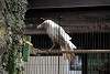 ueno_zoo_2853_mini.jpg