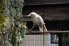 ueno_zoo_2855_mini.jpg