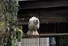 ueno_zoo_2856_mini.jpg