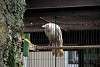 ueno_zoo_2858_mini.jpg