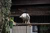 ueno_zoo_2859_mini.jpg