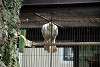 ueno_zoo_2860_mini.jpg