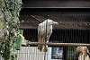 ueno_zoo_2861_mini.jpg