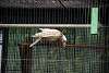 ueno_zoo_2864_mini.jpg