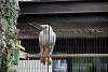 ueno_zoo_2865_mini.jpg