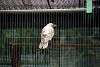 ueno_zoo_2866_mini.jpg