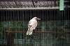 ueno_zoo_2867_mini.jpg