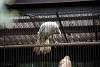 ueno_zoo_2868_mini.jpg