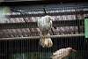 ueno_zoo_2872_mini.jpg