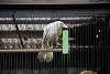 ueno_zoo_2873_mini.jpg