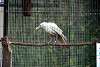 ueno_zoo_2876_mini.jpg