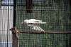 ueno_zoo_2877_mini.jpg