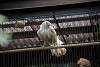 ueno_zoo_2879_mini.jpg