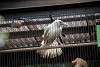 ueno_zoo_2880_mini.jpg