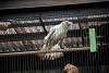 ueno_zoo_2881_mini.jpg