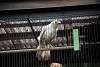 ueno_zoo_2882_mini.jpg