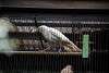 ueno_zoo_2884_mini.jpg