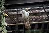 ueno_zoo_2889_mini.jpg