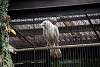 ueno_zoo_2890_mini.jpg