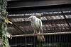 ueno_zoo_2891_mini.jpg