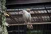 ueno_zoo_2892_mini.jpg