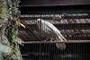 ueno_zoo_2893_mini.jpg