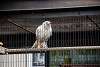 ueno_zoo_2894_mini.jpg