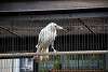 ueno_zoo_2895_mini.jpg