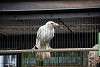 ueno_zoo_2896_mini.jpg
