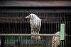 ueno_zoo_2898_mini.jpg
