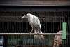 ueno_zoo_2899_mini.jpg