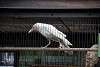 ueno_zoo_2900_mini.jpg