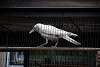 ueno_zoo_2901_mini.jpg
