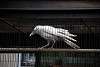 ueno_zoo_2902_mini.jpg
