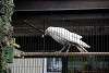 ueno_zoo_2905_mini.jpg