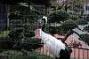 ueno_zoo_2906_mini.jpg