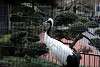 ueno_zoo_2907_mini.jpg