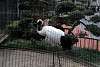 ueno_zoo_2910_mini.jpg