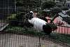 ueno_zoo_2911_mini.jpg
