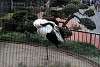 ueno_zoo_2914_mini.jpg
