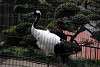ueno_zoo_2919_mini.jpg