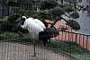 ueno_zoo_2920_mini.jpg