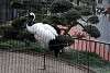 ueno_zoo_2921_mini.jpg