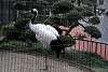 ueno_zoo_2922_mini.jpg