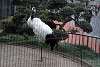 ueno_zoo_2923_mini.jpg