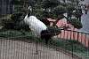 ueno_zoo_2924_mini.jpg